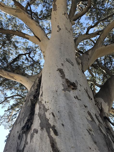 Angaston South Australia One Big Eucalyptus Tree