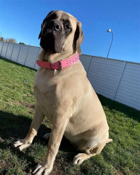 Male Vs Female English Mastiff Which Is Better Pawcited