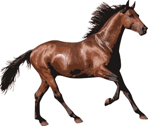 Cavalo Marrom De Corrida Png Transparente Stickpng