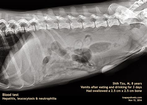 Blood and urine tests may be done to look for signs of infection. 2010vets: 1104. An 8-year-old Shih Tzu vomits after eating ...