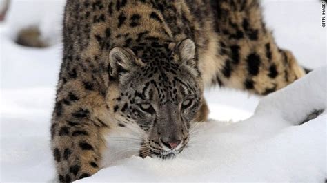 Elusive Snow Leopards Discovered In Remote Corner Of Afghanistan Snow