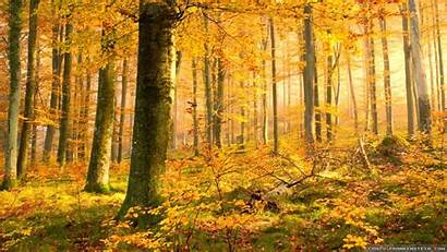 Germany Autumn Trees Wallpapers Frankenstein Crazy Loisach