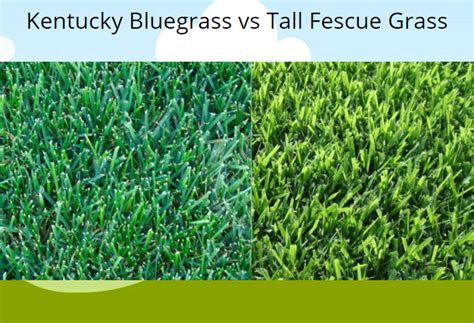Kentucky Bluegrass Vs Tall Fescue Differences Pictures Lawnsbesty