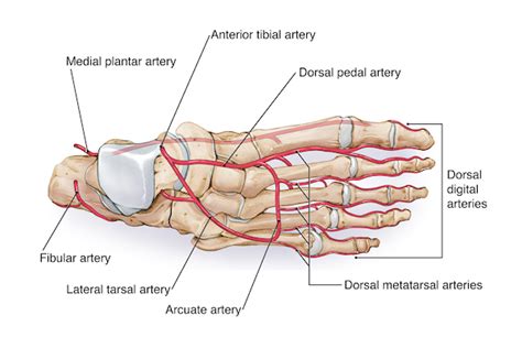 Ankle Foot Anatomy