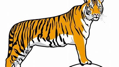 Tiger Clipart Tigers Clip Cartoon Woods Running