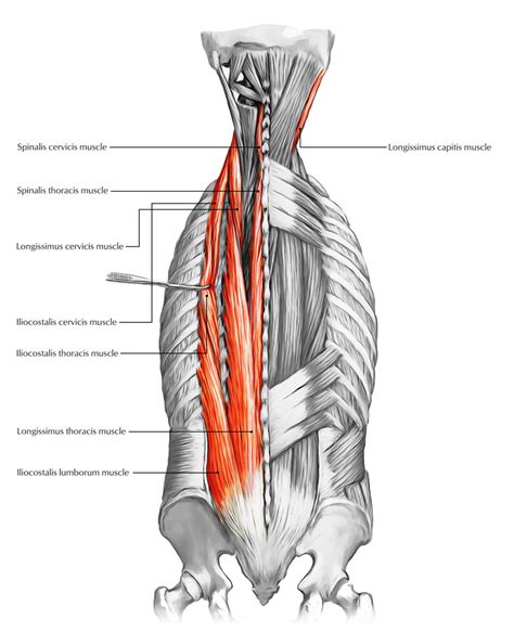 Deep Muscles Of The Back Erector Spinae Bodybuilding