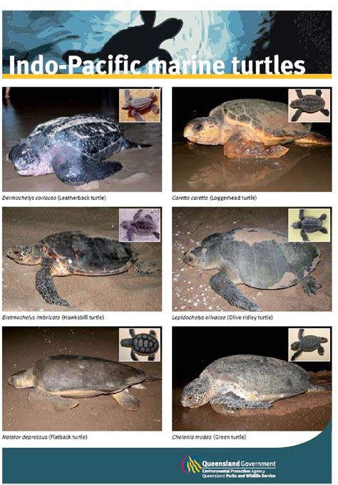 Pdf A Veterinarians Guide For Sea Turtle Post Mortem Examination And