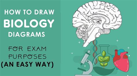 How To Draw Biology Diagrams In An Easy Way Class 10 To Class 12