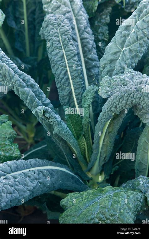 Italian Kale Brassica Oleracea Organic Vegetable Stock Photo Alamy