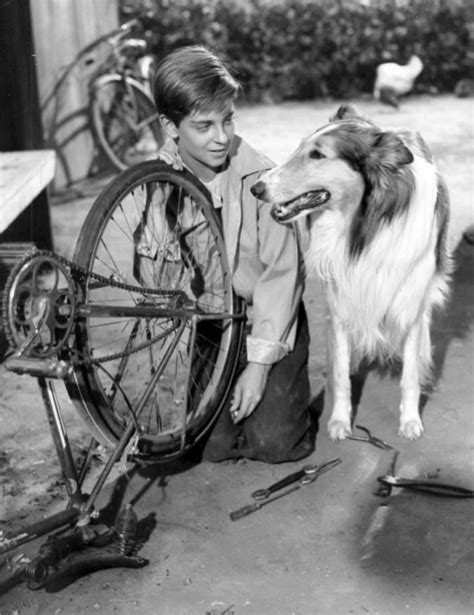 Lassie La Perra Más Famosa Del Mundo Familia And Co El Mundo