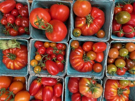 10 Reasons Why Growing Tomatoes Is Beneficial Blogs