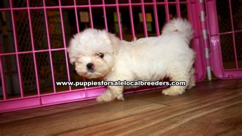 Puppies For Sale Local Breeders Maltese Puppies For Sale Georgia At