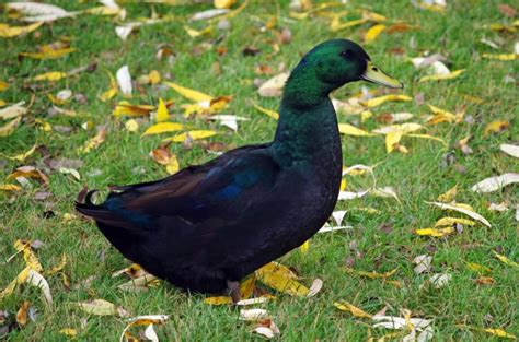 Cayuga Duck Facts Pictures Uses Origins And Characteristics Pet Keen