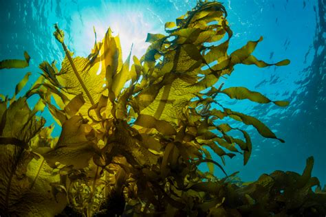 What Is Seaweed Everything You Need To Know American Oceans