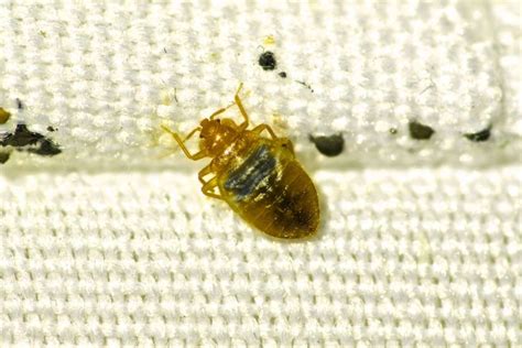 Identifying And Treating A Bedbug Infestation Ultimate Pest Solutions