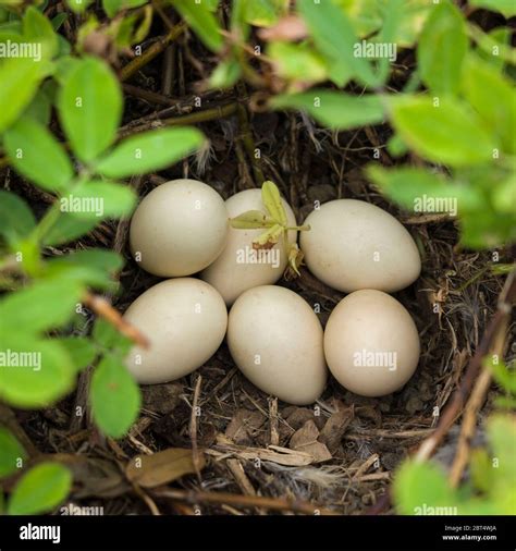 Morning Dove Eggs In Nest In Hawaii Stock Photo Alamy
