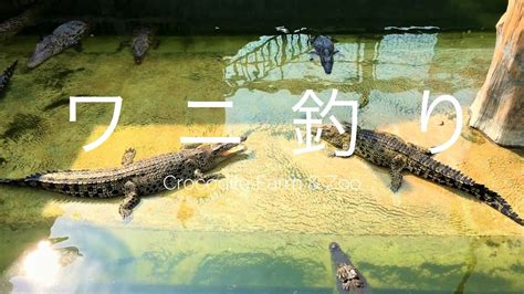 Crocodile farm and zoo samut prakarn bangkok thailand. ワニ釣り @ Samutprakarn Crocodile Farm and Zoo - YouTube