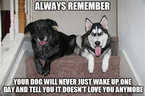 Your Dog Will Never Just Wake Up One Day And Tell You It