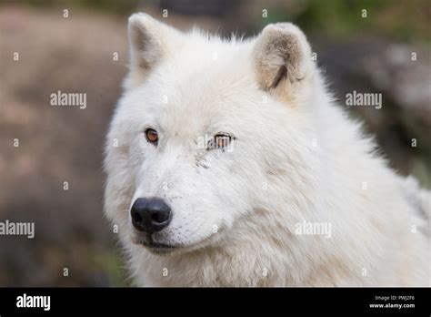Arctic Wolf Portrait Stock Photo Alamy