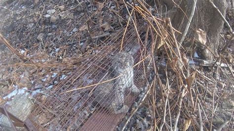 Second Bobcat Caught In A Cage Trap In Ct Youtube