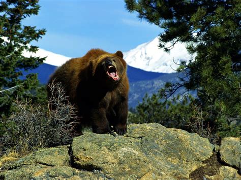 Angry Grizzly Bear 1600x1200 Bearwithaview