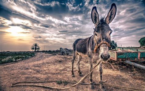 Donkey Wallpapers Top Free Donkey Backgrounds Wallpaperaccess