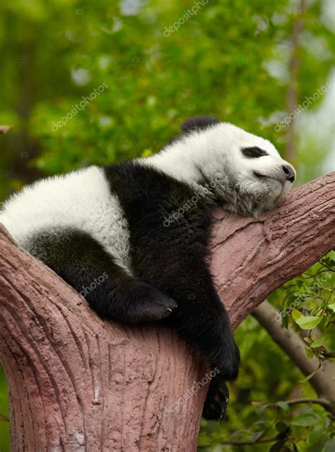 Sleeping Giant Panda Baby — Stock Photo © Silverjohn 59860593