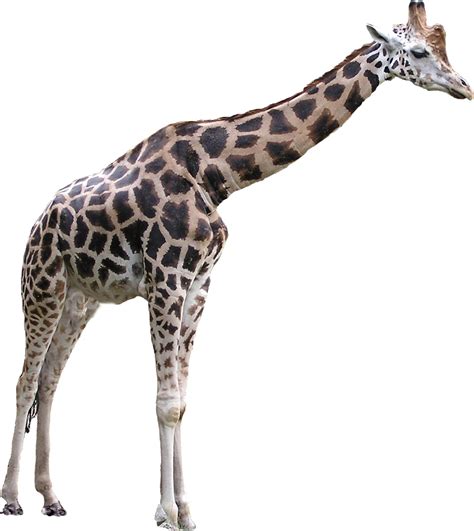 giraffe free png image png all png all