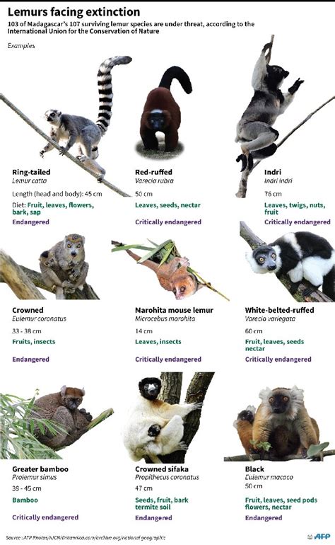 Nearly All Madagascars Lemur Species Face Extinction