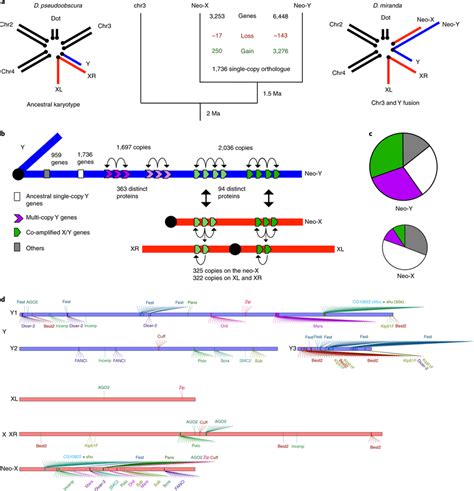 Gene Content Evolution Of Newly Formed Sex Chromosomes A Karyotype And Download Scientific