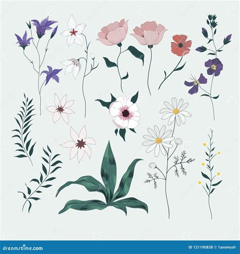 Vector Set With Wild Flowers Isolated Collection Stock Vector
