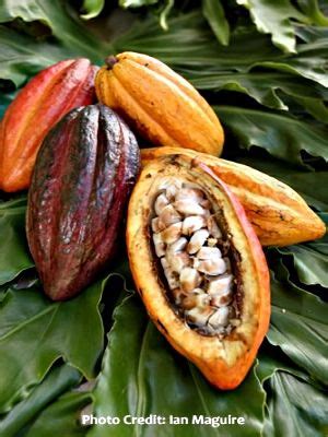 Cocoa tree or cacao tree, with leaves and fruits. Cacao fruit, Cocoa plant, Chocolate tree