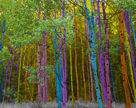 Rainbow Forest Color Forest Color Colorful Pictures Rainbow Colors