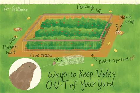 How To Keep Voles Out Of Your Yard