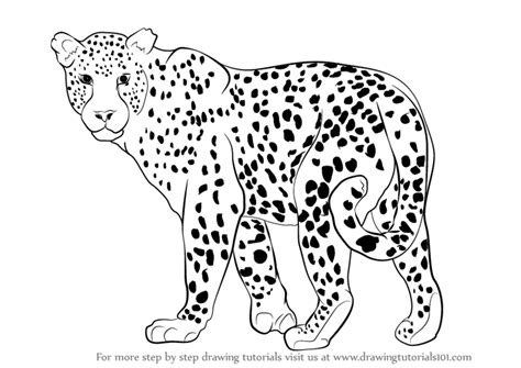 Cheetah drawing easy step by step. Step by Step How to Draw a Leopard : DrawingTutorials101.com