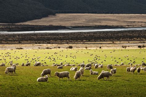 A Field Of Dozens Of Sheep Grazing And Walking Around On Green Grass