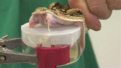 How To Extract Venom From A Snake 15 Secs Bbc News