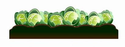Cabbage Clip Clipart Cultivation Row Cabbages Clipground