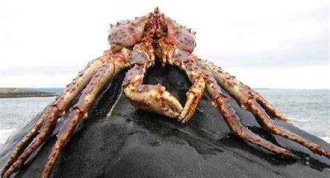 King Crab Alaskan Cold Water Giants Crab King Crab Food Fanatic