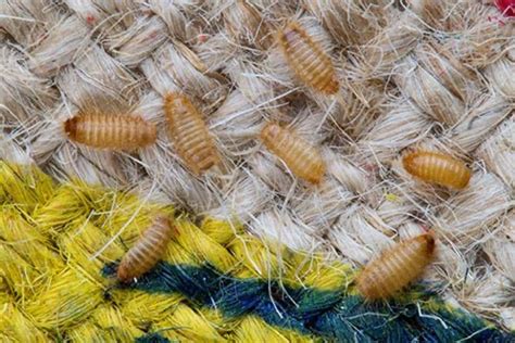 How To Get Rid Of Carpet Beetles Beetle Treatment Guide