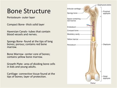 Ppt Skeletal Muscular And Integumentary Systems Powerpoint