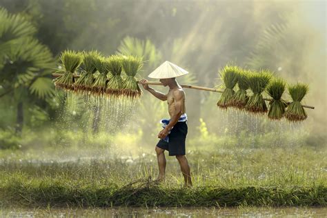 Farmers Grow Rice In The Rainy Season By Jakkree Thampitakkul Photo