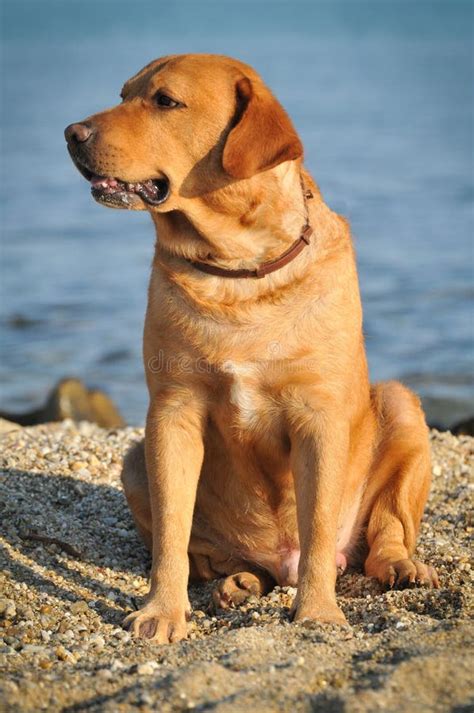 Golden Labrador Stock Image Image Of Play Beach Beautiful 26913061
