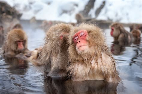Japanese Macaque K Ultra Hd Wallpaper And Background Image X
