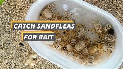 How To Catch Sand Fleas For Bait Fished That