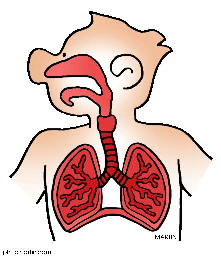 Respiratory System Animated  Clipart Best