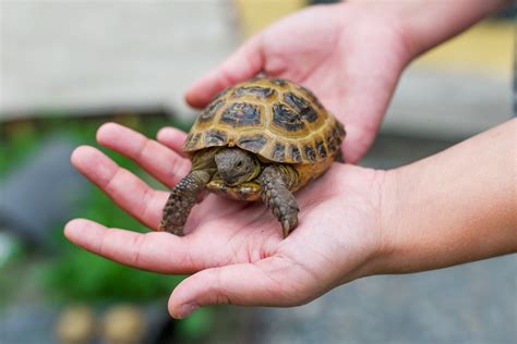 If you think your pets are holding you back from owning the beautiful houseplants of your dreams, i'm here to tell you: Are Turtles a Safe Choice of a Pet for Your Kids? - Pet Ponder