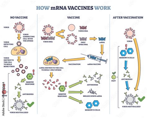 How Mrna Vaccines Work With Compared Principles And Results Outline