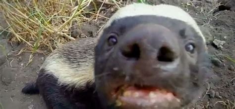 Honey Badger Fans Rejoice Viral Critters Get Their Own Special