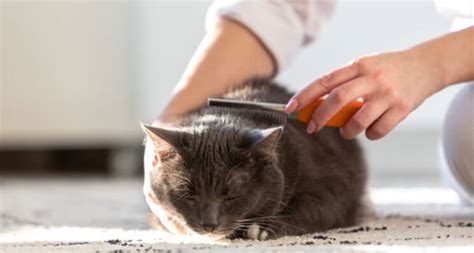Mites In Cats Symptoms Pet Reader